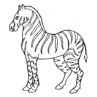 Desenho de Zebra bonita para colorir