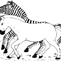 Desenho de Zebra e cavalo para colorir