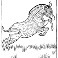 Desenho de Zebra saltando para colorir