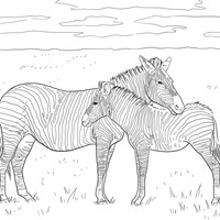 Desenho de Zebras namorando para colorir