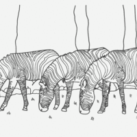 Desenho de Zebras comendo para colorir