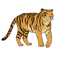 Desenhos de Tigre para colorir